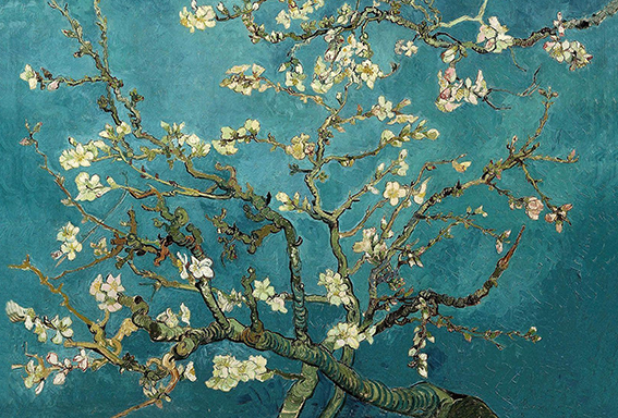 Blossoming Almond Tree